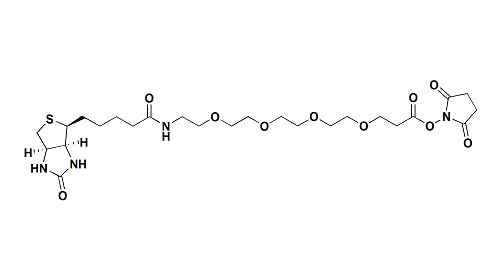 Biotin-PEG4-NHS ester Is For Targeted Drug Delivery  CAS:459426-22-3